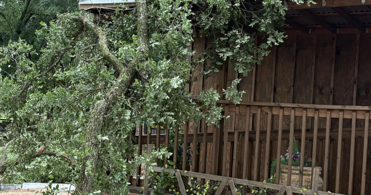 Tomcat Tree CTOM trees.jpg | | itemonline.com