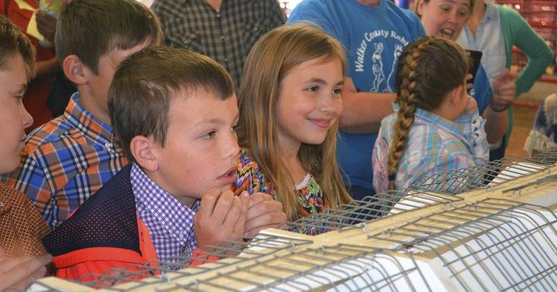 A repeat with a small switch in the rabbit show | Local News ...