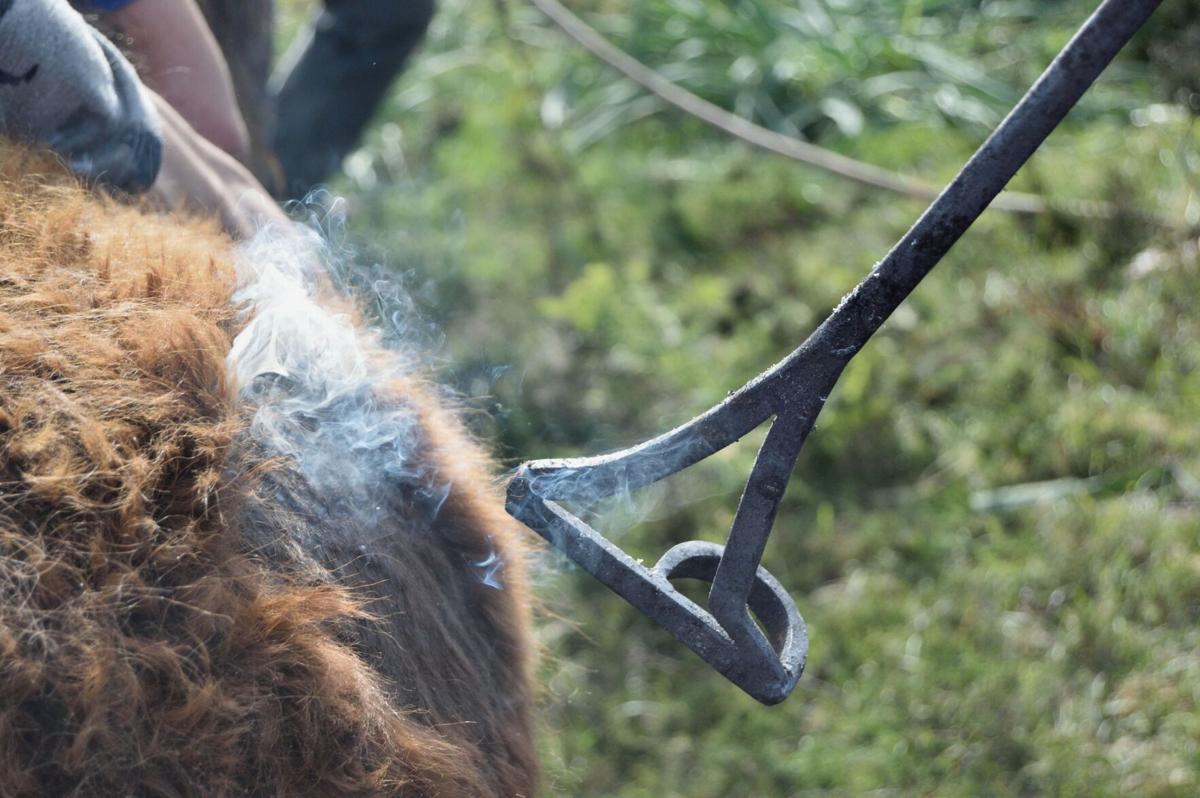 Registration nears for Texas cattle brands | News | itemonline.com