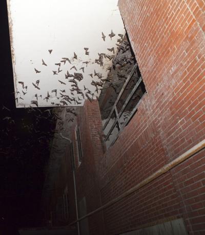 City Tdcj Tackle Bat Colony Relocation Local News Itemonline City Tdcj Tackle Bat Colony Relocation