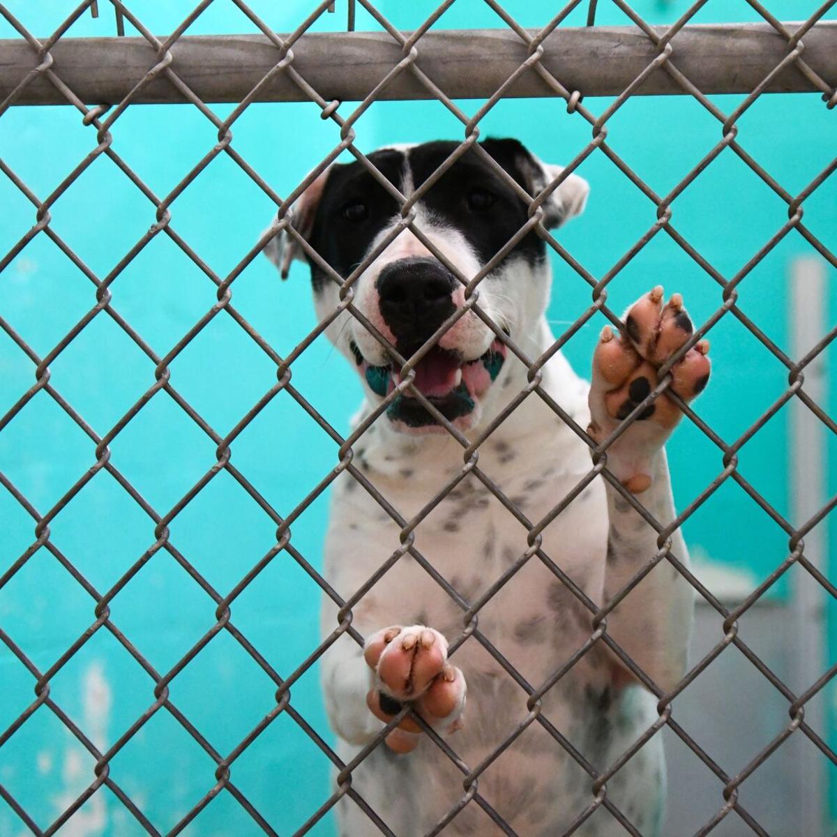 Huntsville cracks down on animal sales | News Huntsville cracks down on animal sales | News