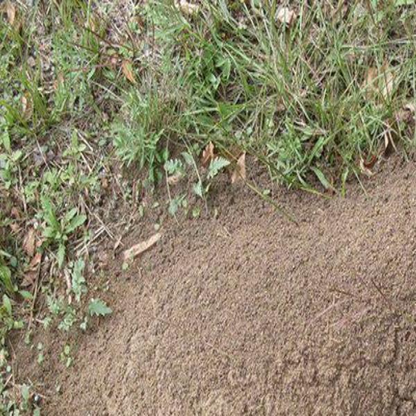 Managing those pesky, unwanted fire ants | Local News ...