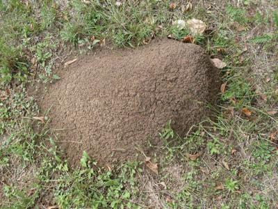 Managing those pesky, unwanted fire ants