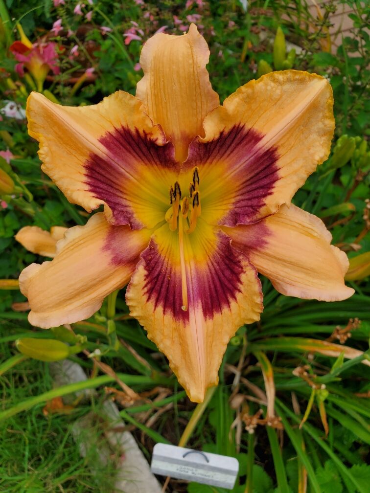 daylilies in landscape