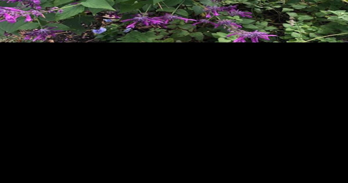 Texas Thyme Unit hosts Herb Festival at Wynne Home News