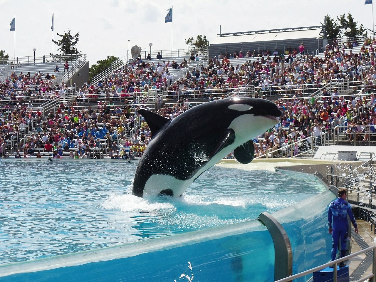 SeaWorld Tilikum, orca that killed trainer, has died  itemonline