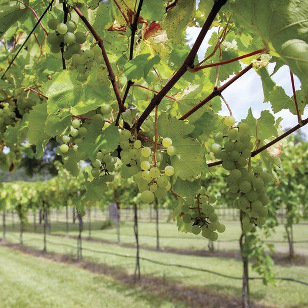 Texas Vineyards Resilient Despite Tough 2020 Local News Itemonline Com