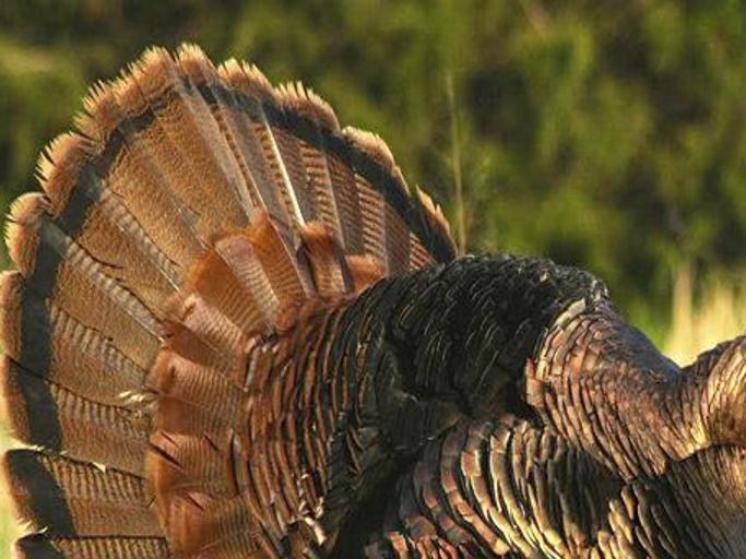 Outdoors Let S Talk Turkey Sports Itemonline Com