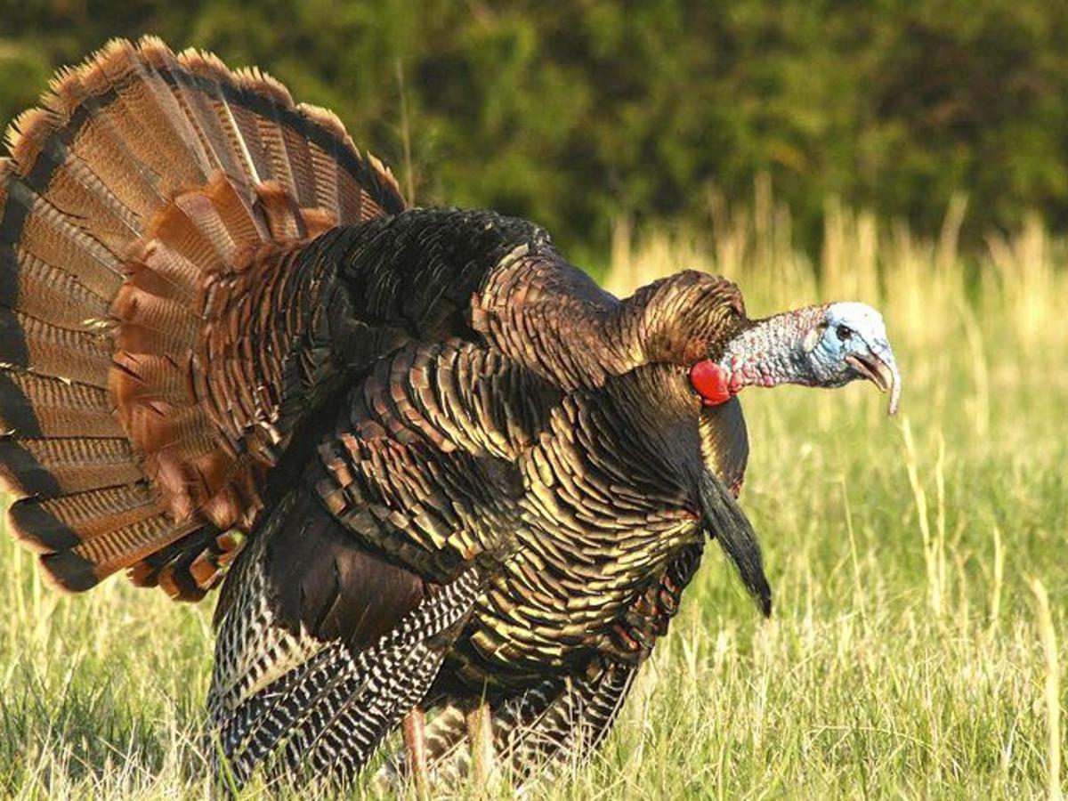 Outdoors Let S Talk Turkey Sports Itemonline Com Outdoors Let S Talk Turkey Sports Itemonline Com