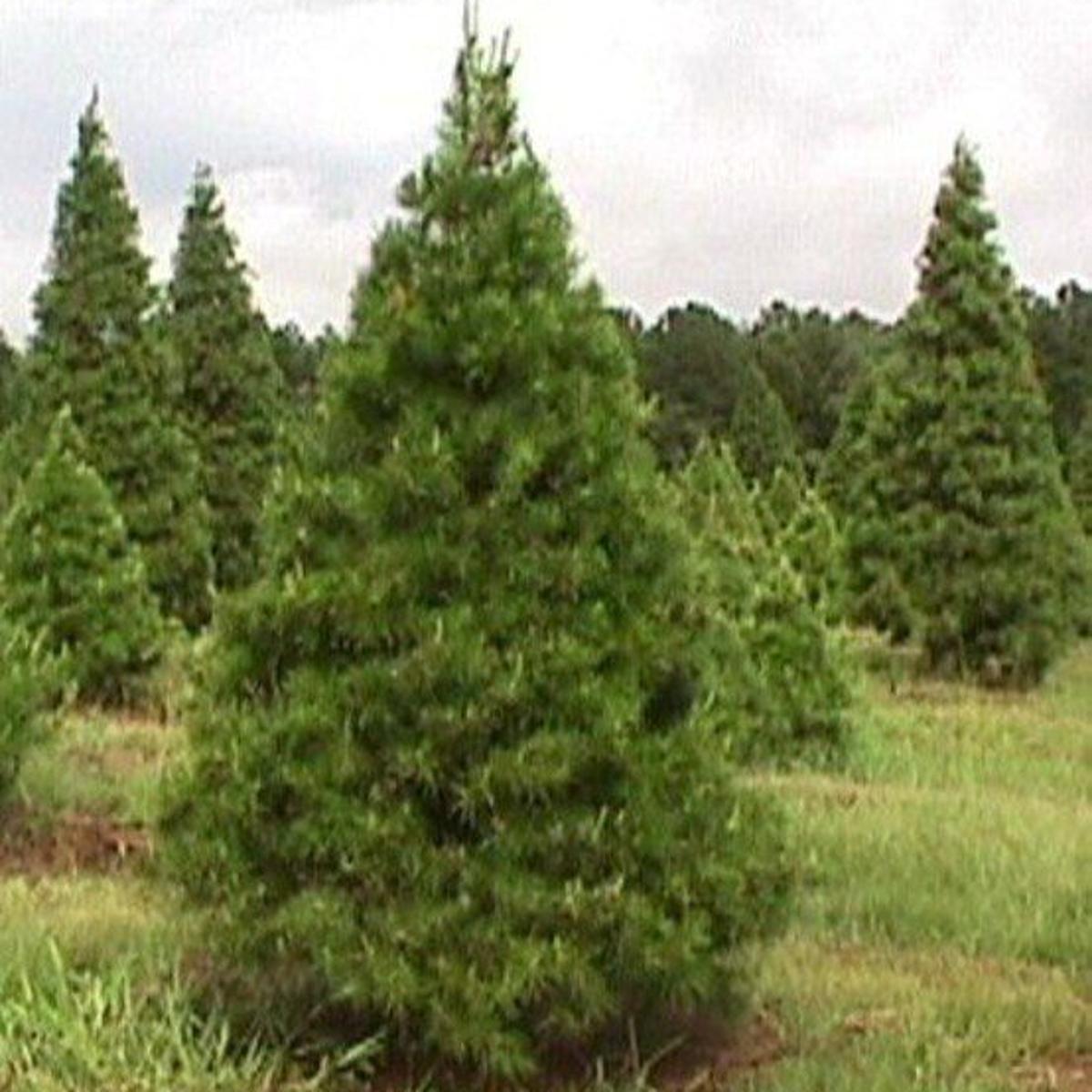 Virginia Pine Christmas Tree Oh Christmas Tree Texas Christmas Tree Lifestyles Itemonline Com Virginia Pine Christmas Tree Oh Christmas Tree Texas Christmas Tree Lifestyles Itemonline Com