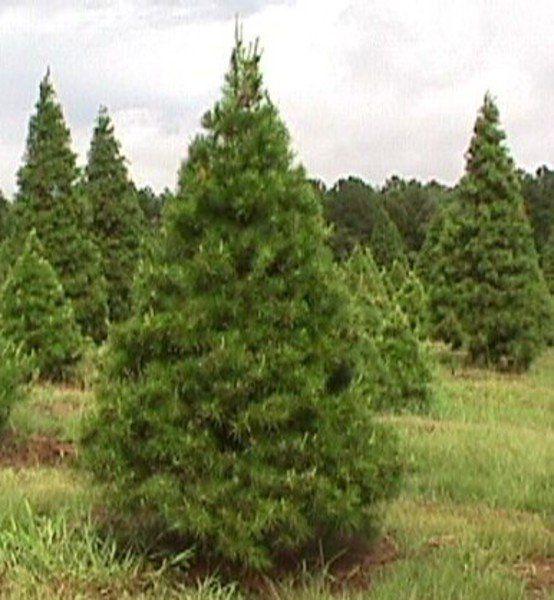 Oh Christmas Tree, Texas Christmas Tree Lifestyles
