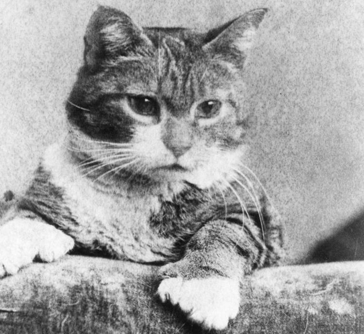 Polydactyl Cats in Ithaca Calendar ithaca com Polydactyl Cats in Ithaca Calendar ithaca com