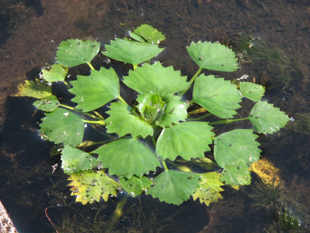 Invasive Water Chestnut Found on Cayuga Lake News