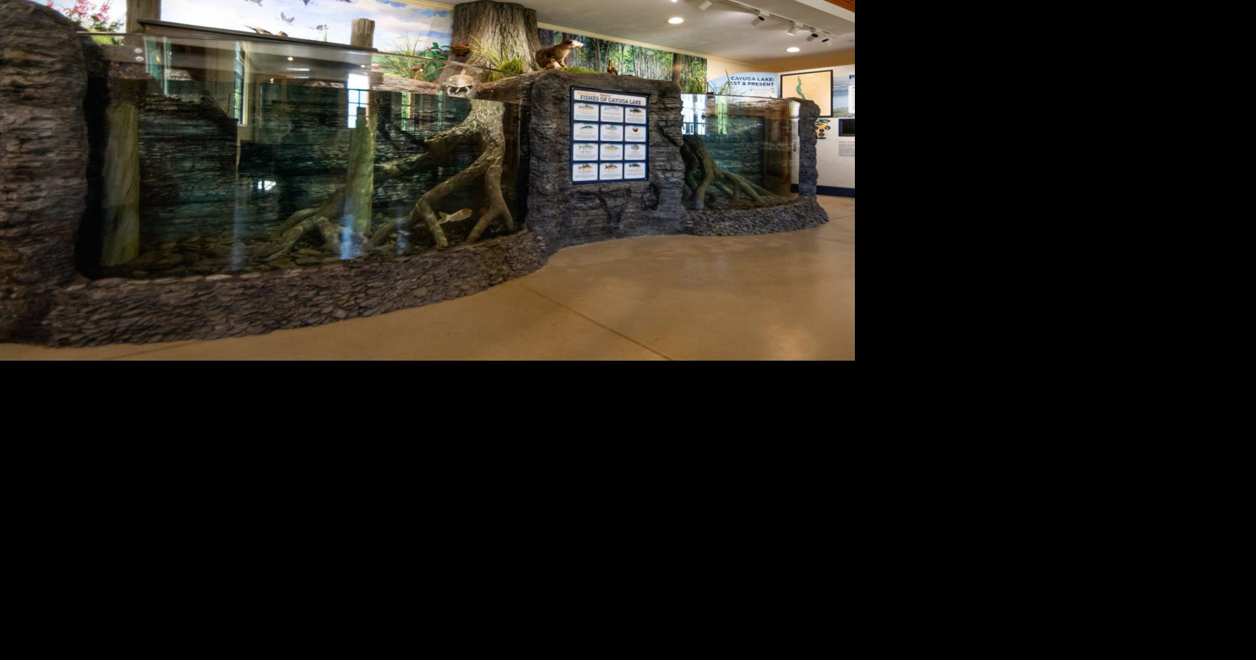 Nature Center debuting fish tanks dedicated to Cayuga Lake's history ...