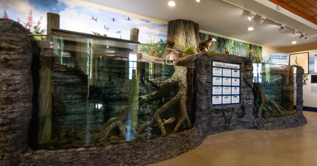 Ithaca Fish Nature Center debuting fish tanks dedicated to Cayuga Lake's history ...