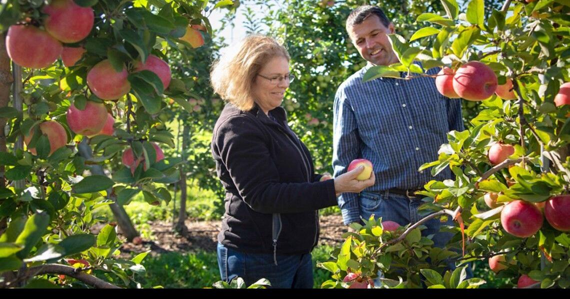 Honeycrisp deep dive - Good Fruit Grower