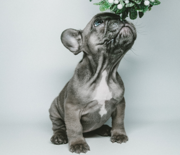 2021 Holiday Gift Guide Gifts for Pets News ithaca com 2021 Holiday Gift Guide Gifts for Pets News ithaca com