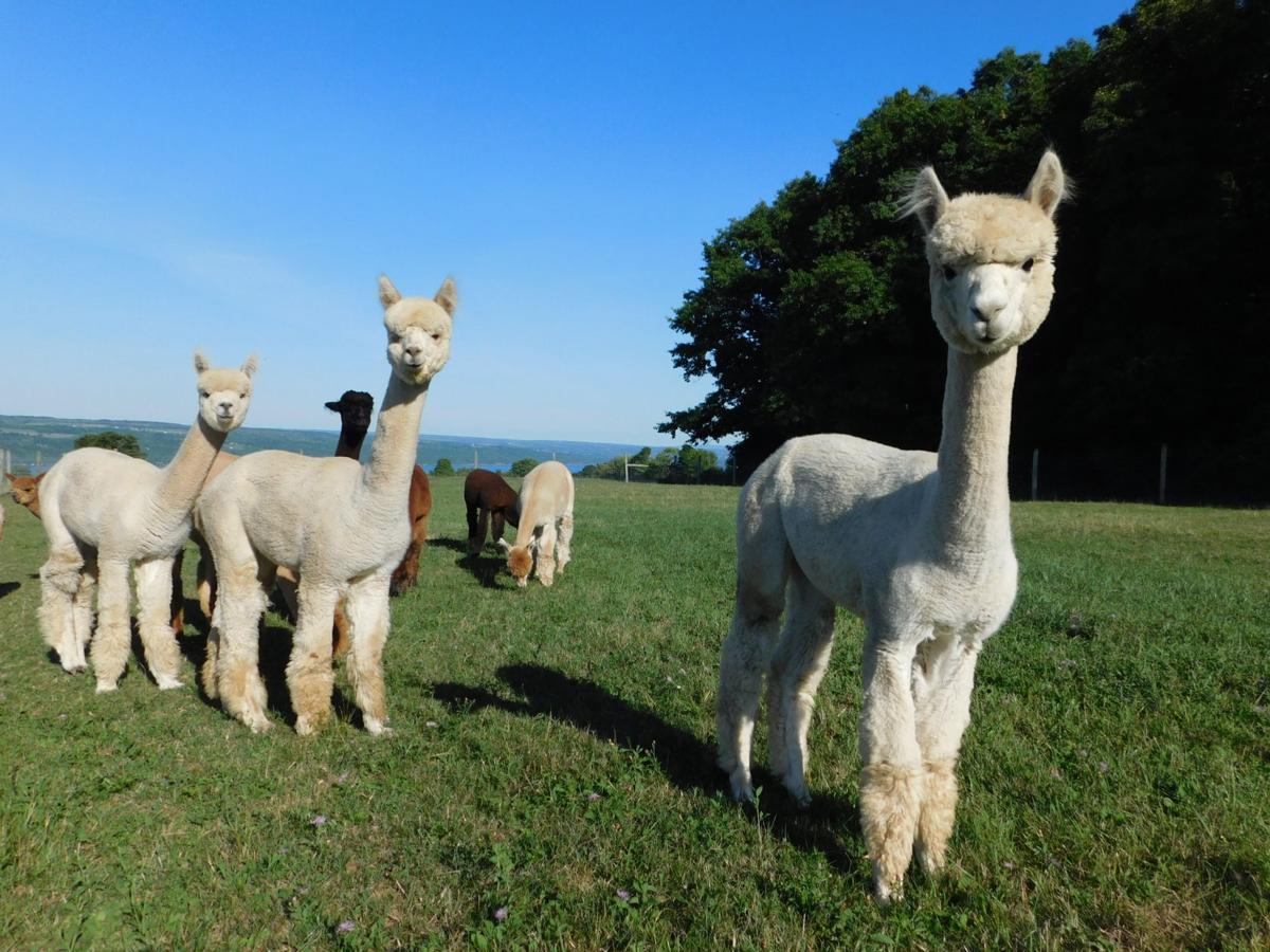 Alpaca Wool a Challenge for Knitters Prime Times