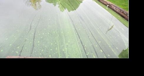 HABs Alert: Harmful Algal Blooms in Tompkins County - Vimarsana News
