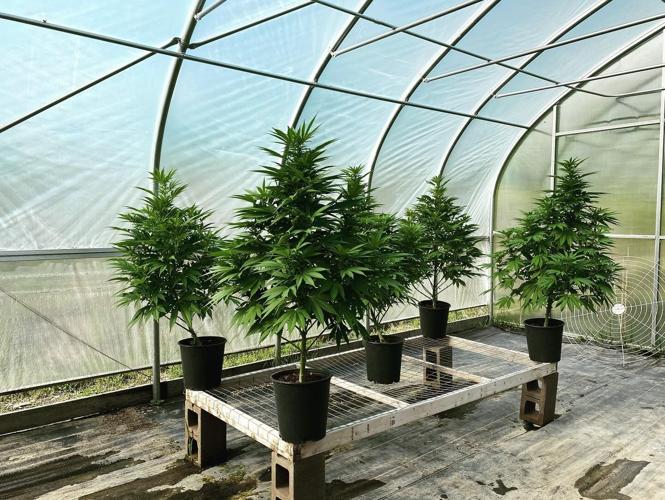 The race toward the cannabis industry is a marathon, not a sprint