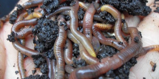 Worm Harvester Spring Worm Composting Class Calendar ithaca com