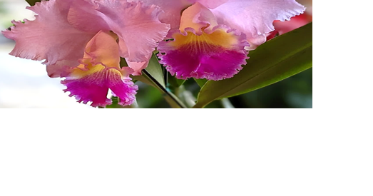 Weekend Planner 4/19-4/26 - Vimarsana News