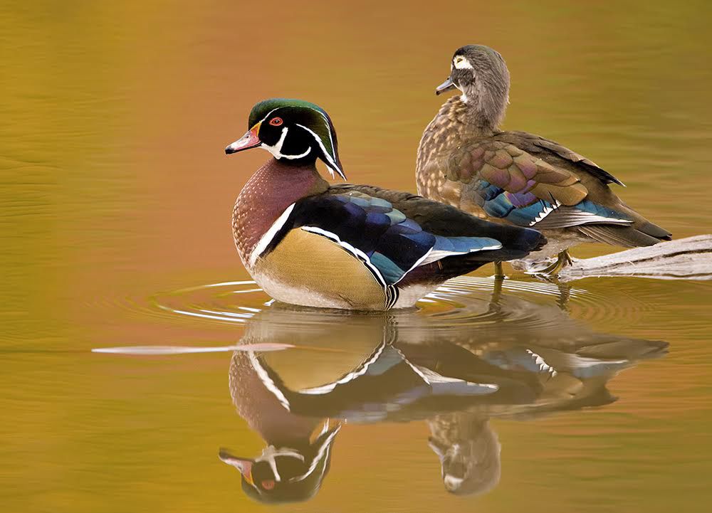 Free Spirits: Bird Photography by Marie Read | Calendar | ithaca.com