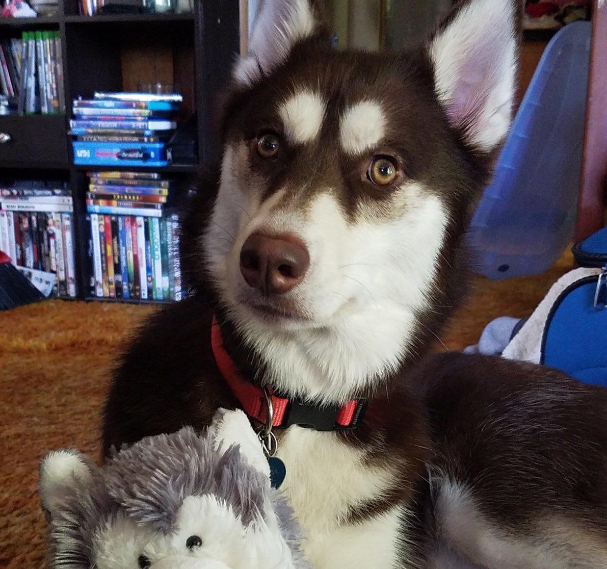 Groton Residents Pets Shot With Pellet Gun Groton Ithaca Com Siberian vaping camp mountain taiga 30 ml 60/40 3 mg. pets shot with pellet gun