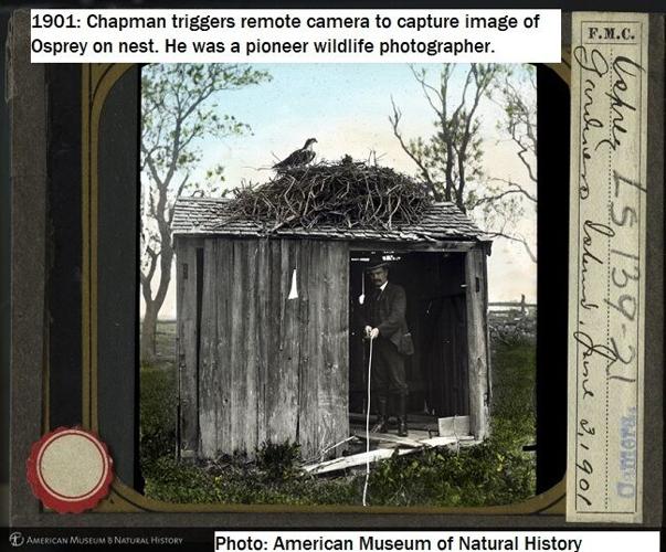 As Xmas Bird Count Nears, Few Recall Its Founder Mentored