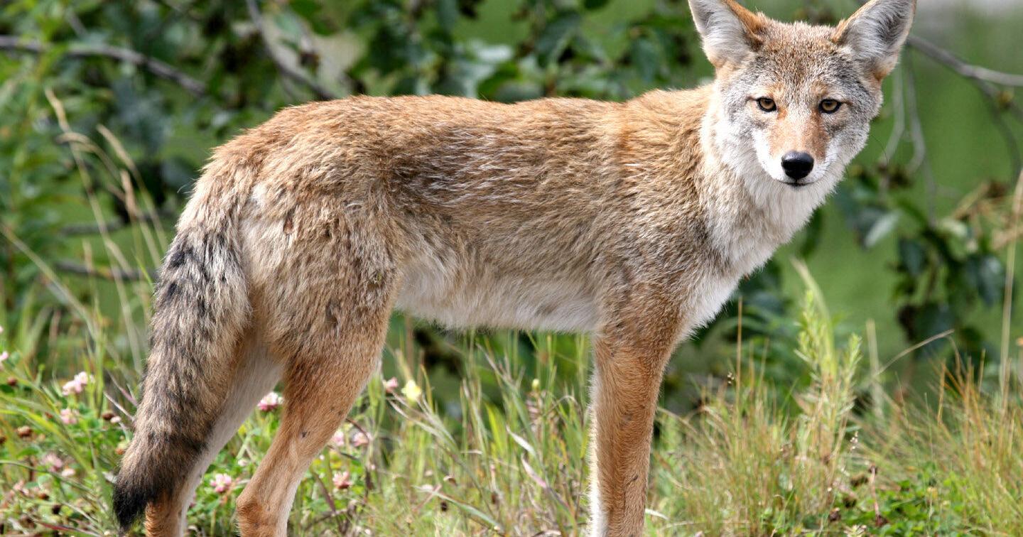 Local Trails Closed Following Potentially Rabid Coyote Attacks - Vimarsana News