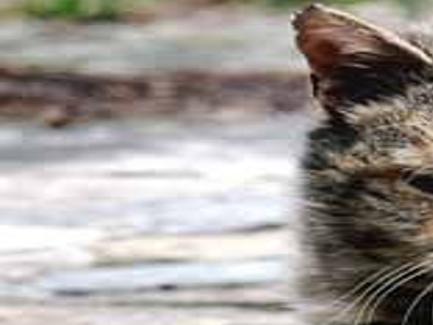 Pet Corner The Feral Cat Problem Pet Corner Ithaca Com