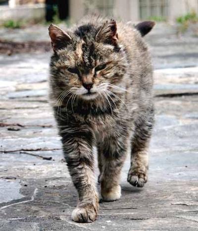 Pet Corner The Feral Cat Problem Pet Corner Ithaca Com