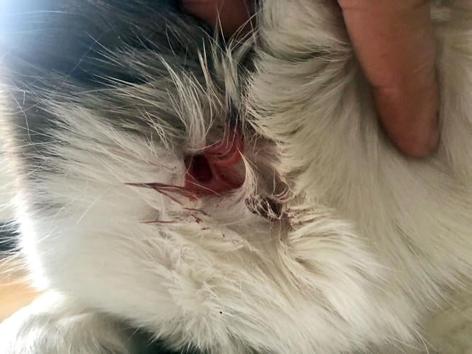 The wound Chevy sustained after being shot by a pellet gun on Feb. 1.