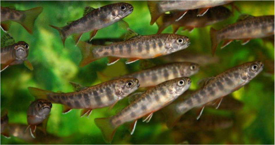 Ithaca Fish 27th Annual Ithaca Fishing and Conservation Day | Special Events ...