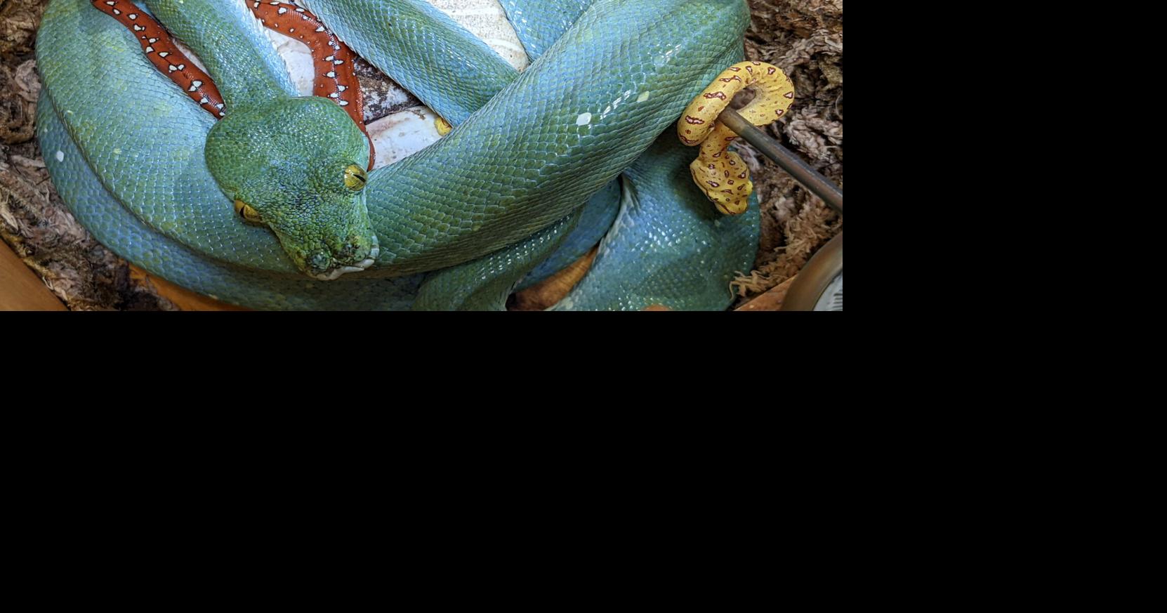 Green tree python  Smithsonian's National Zoo and Conservation Biology  Institute