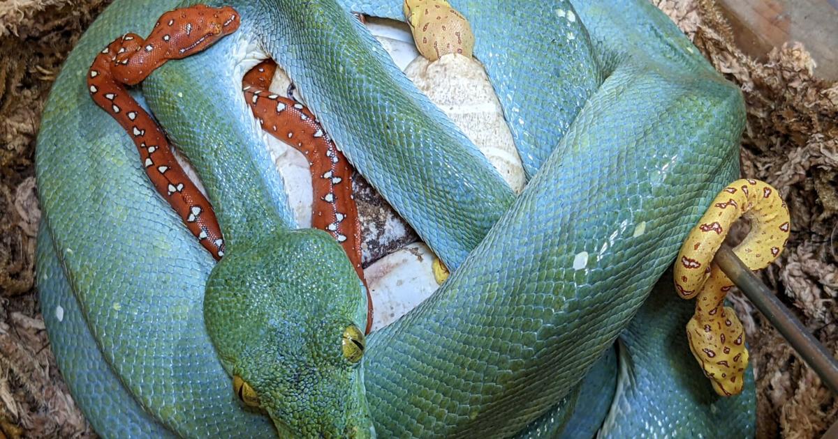 Green Tree Pythons Hatch at the Sciencenter | Ithaca | ithaca.com