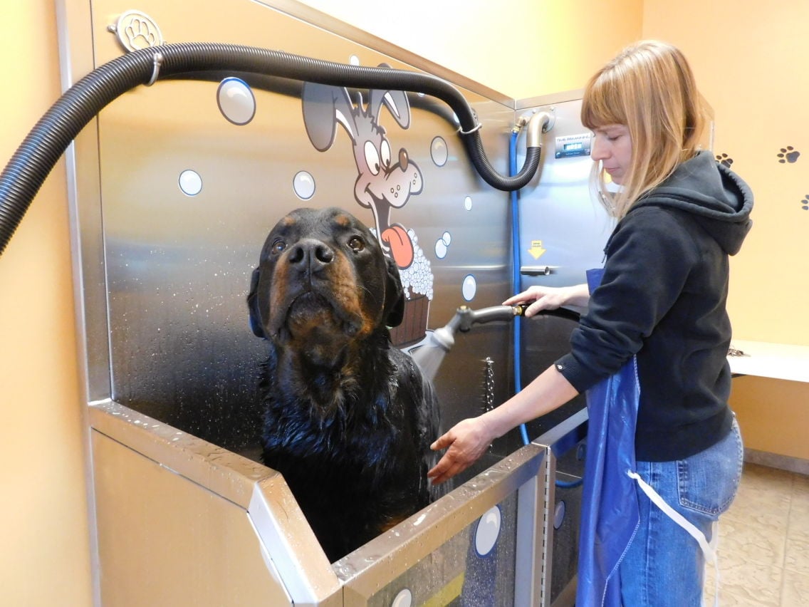 Pet people shop dog wash