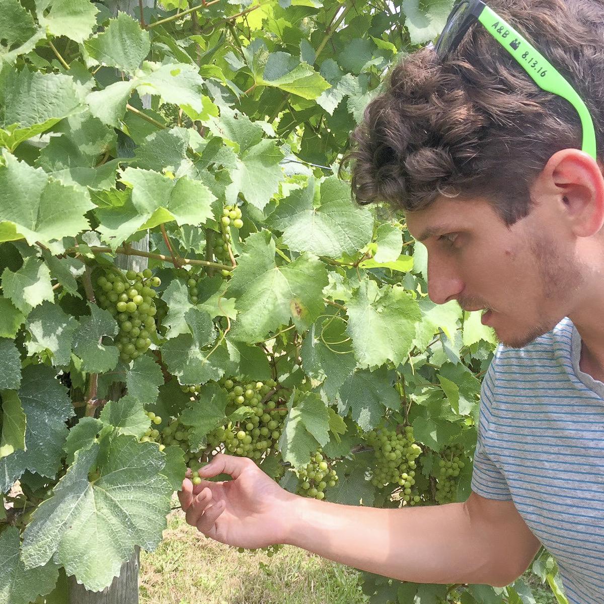 The Coming Of Age Of Finger Lakes Chardonnays Entertainment Ithaca Com