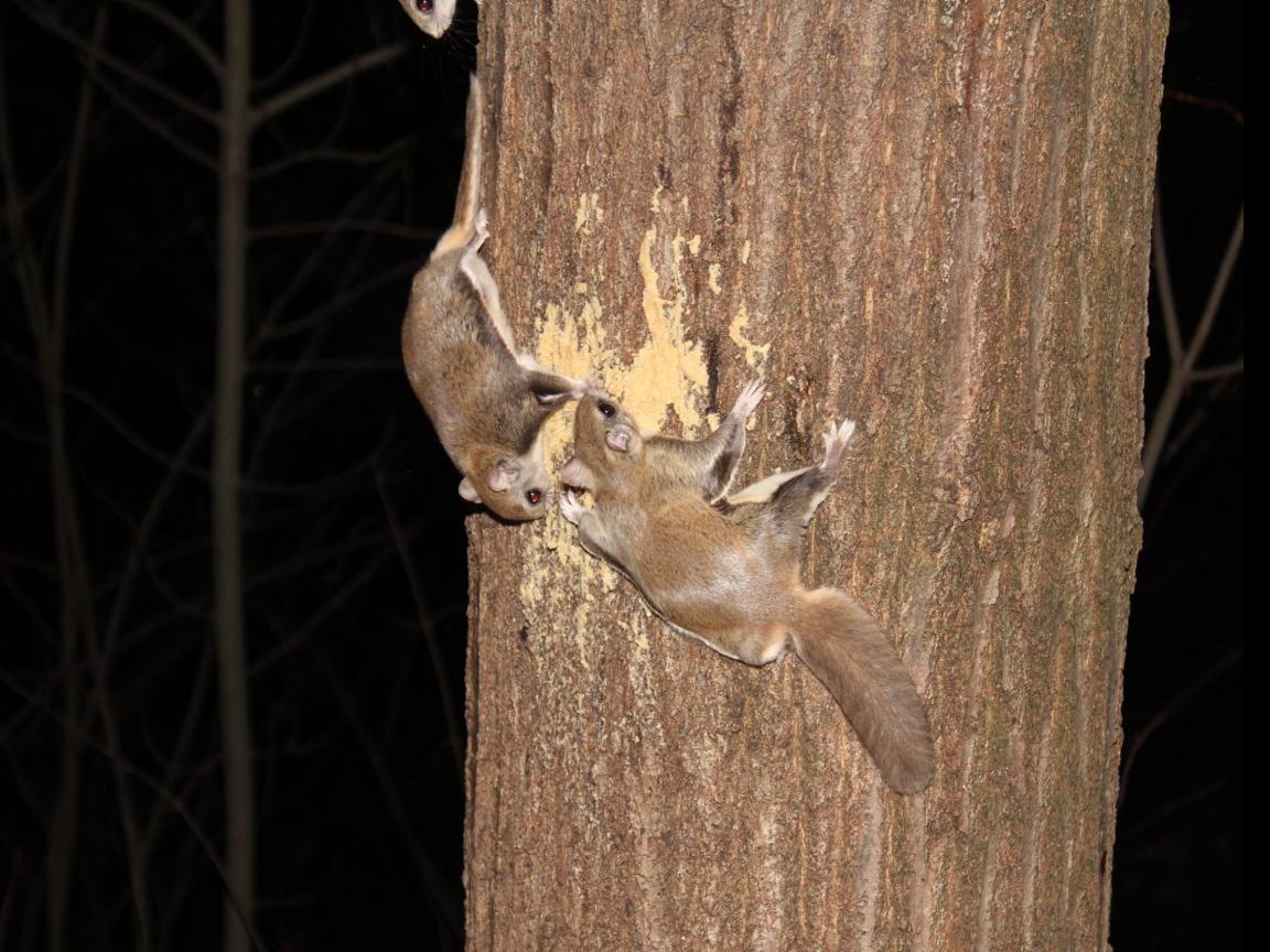 How to Kill Flying Squirrels