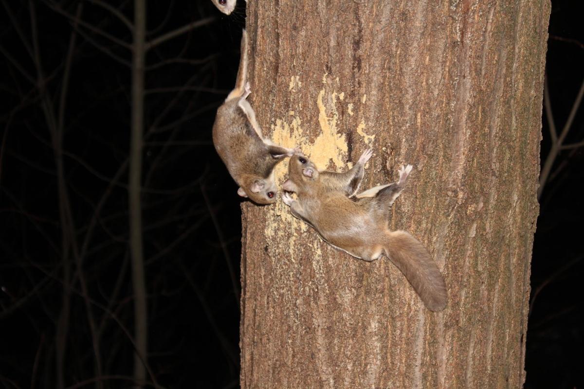 Flying Squirrels, Unseen But Abundant News