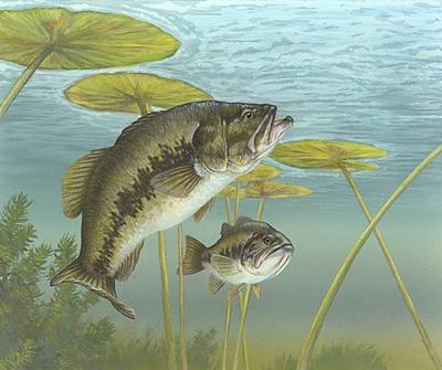 Cayuga Lake Named Top Bass Fishery Sports Ithaca Com