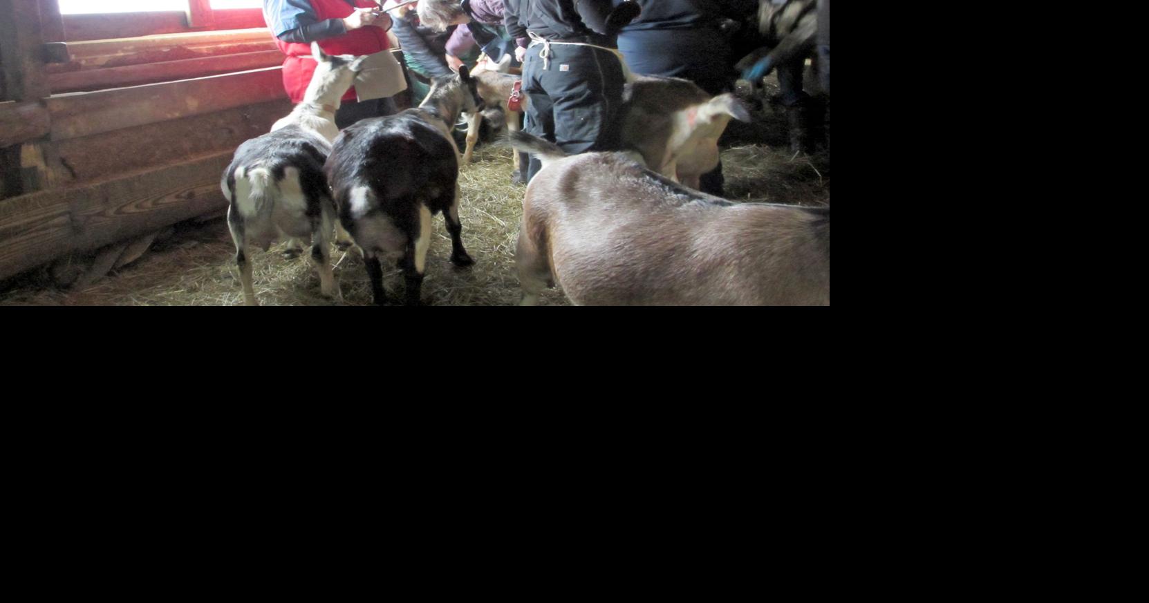 Handson learning at Candor’s goat farm Candor