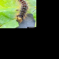 Spongy moth caterpillars behind itchy outbreak? - Vimarsana News