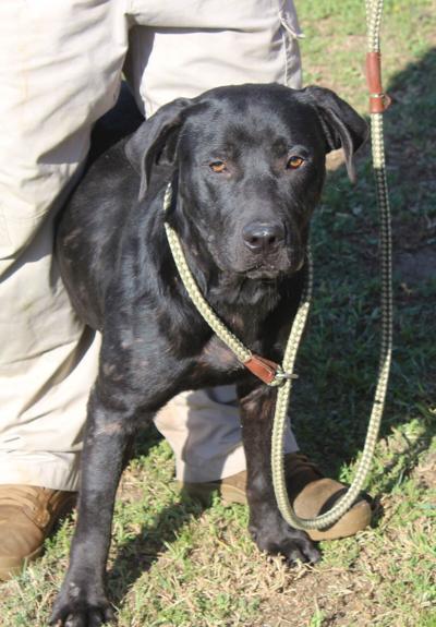 Jacksonville Shelter's Pet of the Week | News ...