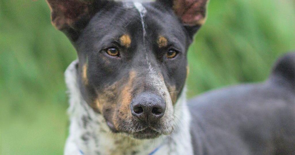 Pets Fur People's Pet of the Week | News | jacksonvilleprogress.com - Vimarsana News