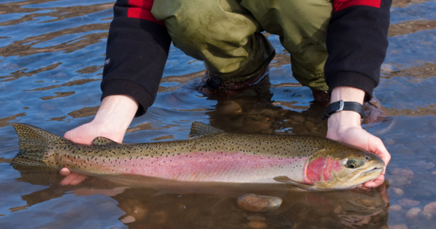 Rainbow trout stocking returns to Texas waters today