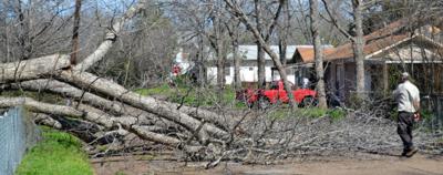 treedown.jpg