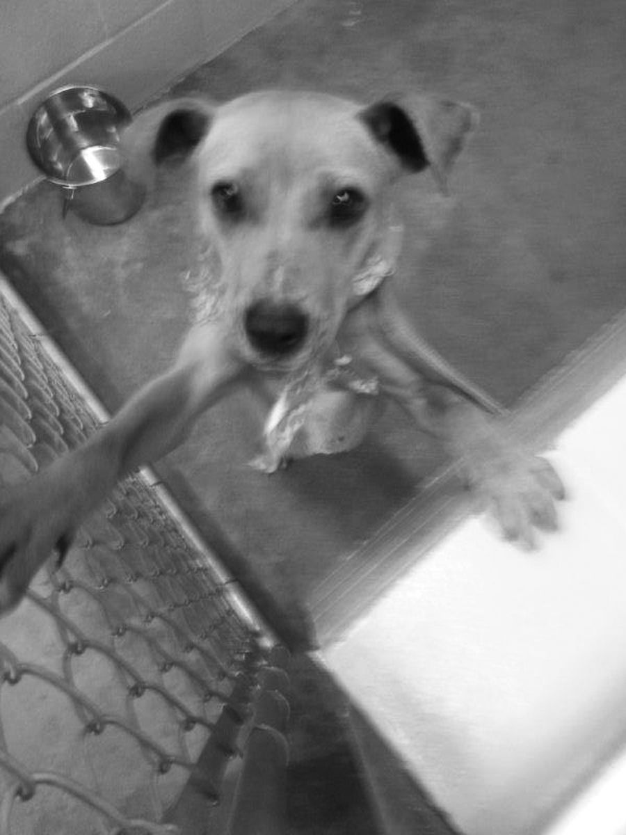 New Jacksonville animal shelter set to open soon News