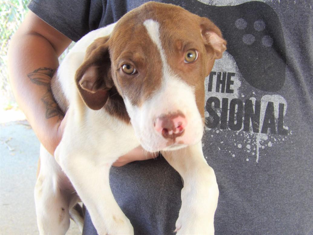 Jacksonville Animal Shelter’s Pet of the Week News