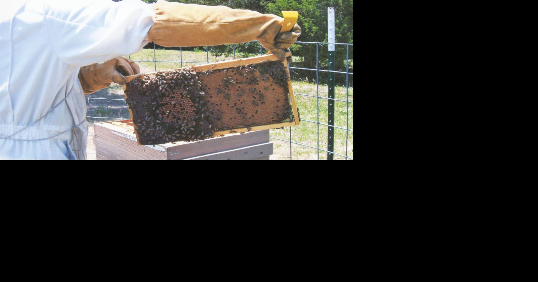Golden treasure Local beekeeping couple encourages hobby Community